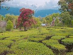 हिमाचल की कांगड़ा चाय को मिला GI टैग, अब यूरोप के बाजारों तक फैलेगा स्वाद का जादू