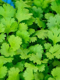 धनिया पत्ती सेहत के लिए वरदान, खाली पेट खाने से मिलते हैं ये फायदे