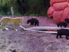 कबाड़ और रद्दी से दिल्ली-नोएडा बॉर्डर पर बनेगा आर्टिफिशियल जू, 4D कॉन्सेप्ट पर बने इस पार्क की बेहद कम होगी एंट्री फी