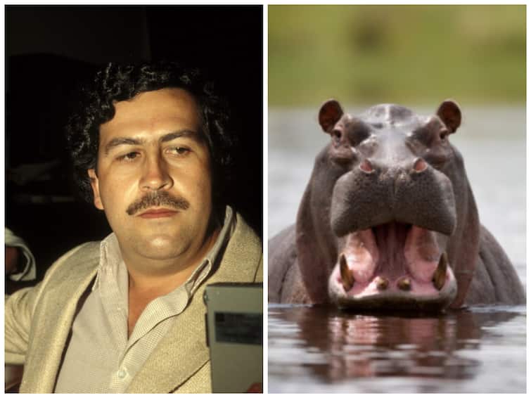 Colombia Magdalena River Transfer 70 Pablo Escobar Hippos India Mexico Ostok Sanctuary Colombia To Transfer 70 Of Pablo Escobar’s Hippos To India And Mexico