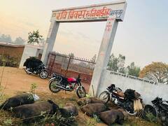 सूरजपुर के कोयला खदानों से हो रही चोरी, पुलिस पर कार्रवाई नहीं करने के लगाए आरोप