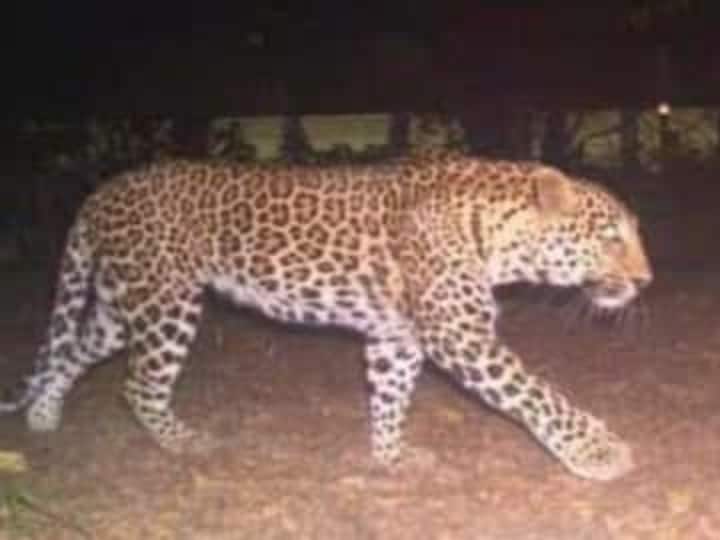 Surajpur News: बाघ के बाद तेंदुए की मौजूदगी से थर्राए चांदनी-बिहारपुर क्षेत्र के ग्रामीण, गढ़वतिया जंगल में हैं दो तेंदुए leopard in Surajpur presence of tiger two leopards in Garhwatiya forest leopards in Villagers of Chandni Biharpur Chhattisgarh ann Surajpur News: बाघ के बाद तेंदुए की मौजूदगी से थर्राए चांदनी-बिहारपुर क्षेत्र के ग्रामीण, गढ़वतिया जंगल में हैं दो तेंदुए