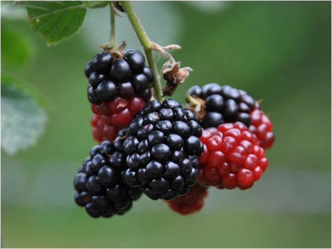 Do you know the name of these fruits? If you see it, you must eat it ఈ పండ్లు పేరేమిటో తెలుసా? కనిపిస్తే కచ్చితంగా తినాల్సిందే