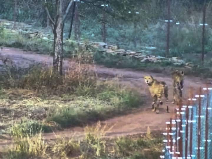19 Cheetah under 24 hours Surveillance after death of Sasha in Kuno National Park ANN Kuno National Park: 'साशा' की मौत के बाद कूनो नेशनल पार्क प्रबंधन चौकन्ना, 19 चीतों की 24 घंटे निगरानी