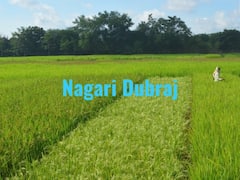 छत्तीसगढ़: सुंगधित नगरी दुबराज चावल को मिला जीआई टैग, देश के साथ-साथ विदेशों में भी बढ़ेगी मांग