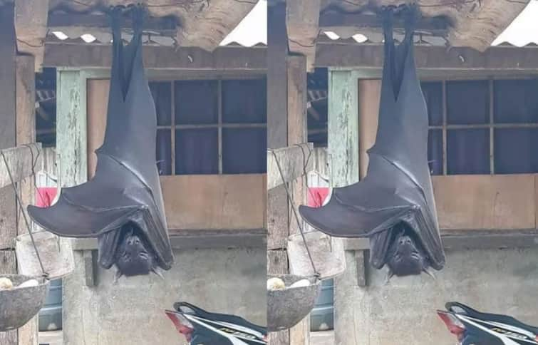 giant human size bat shocking viral picture on twitter social media Shocking: ਕੀ ਤੁਸੀਂ ਕਦੇ ਮਨੁੱਖ ਦੇ ਆਕਾਰ ਦੇ ਚਮਗਿੱਦੜ ਨੂੰ ਦੇਖਿਆ ਹੈ? ਘਰ ਦੇ ਬਾਹਰ ਇਸ ਨੂੰ ਉਲਟਾ ਲਟਕਦਾ ਦੇਖਿਆ ਤਾਂ ਲੋਕ ਡਰ ਗਏ