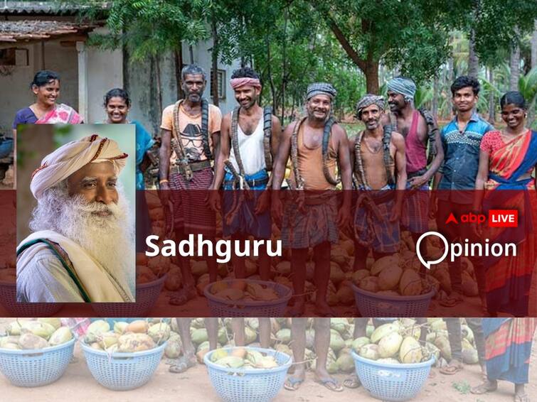 Sadhguru Opinion India Can Become The 'Breadbasket Of The World'. The Focus Has to Be On Scale Sadhguru Writes: India Can Become The 'Breadbasket Of The World'. The Focus Has to Be On Scale