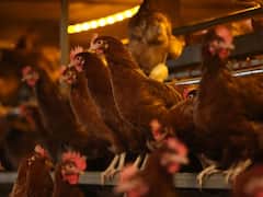 चिली में 53 साल के शख्स में मिले बर्ड फ्लू के लक्षण, अलर्ट मोड में आई सरकार