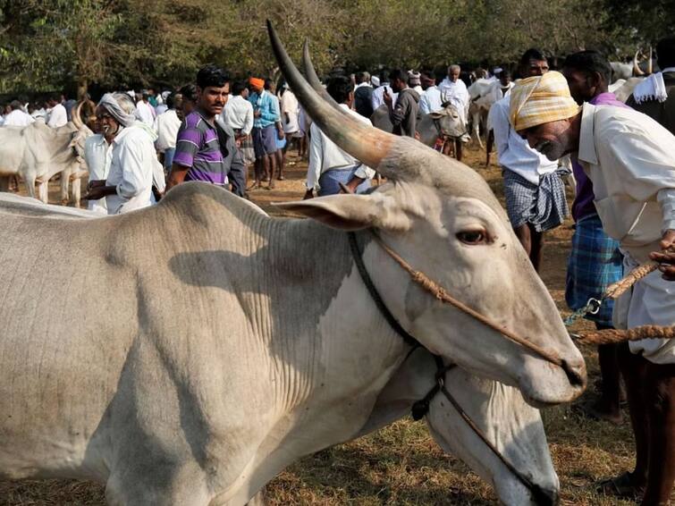 Conditional permission for cattle market and transportation of animals in Kolhapur district Kolhapur News : कोल्हापूर जिल्ह्यात गोवंश जनावरांचा बाजार व जनावरांची वाहतूक करण्यास सशर्त परवानगी