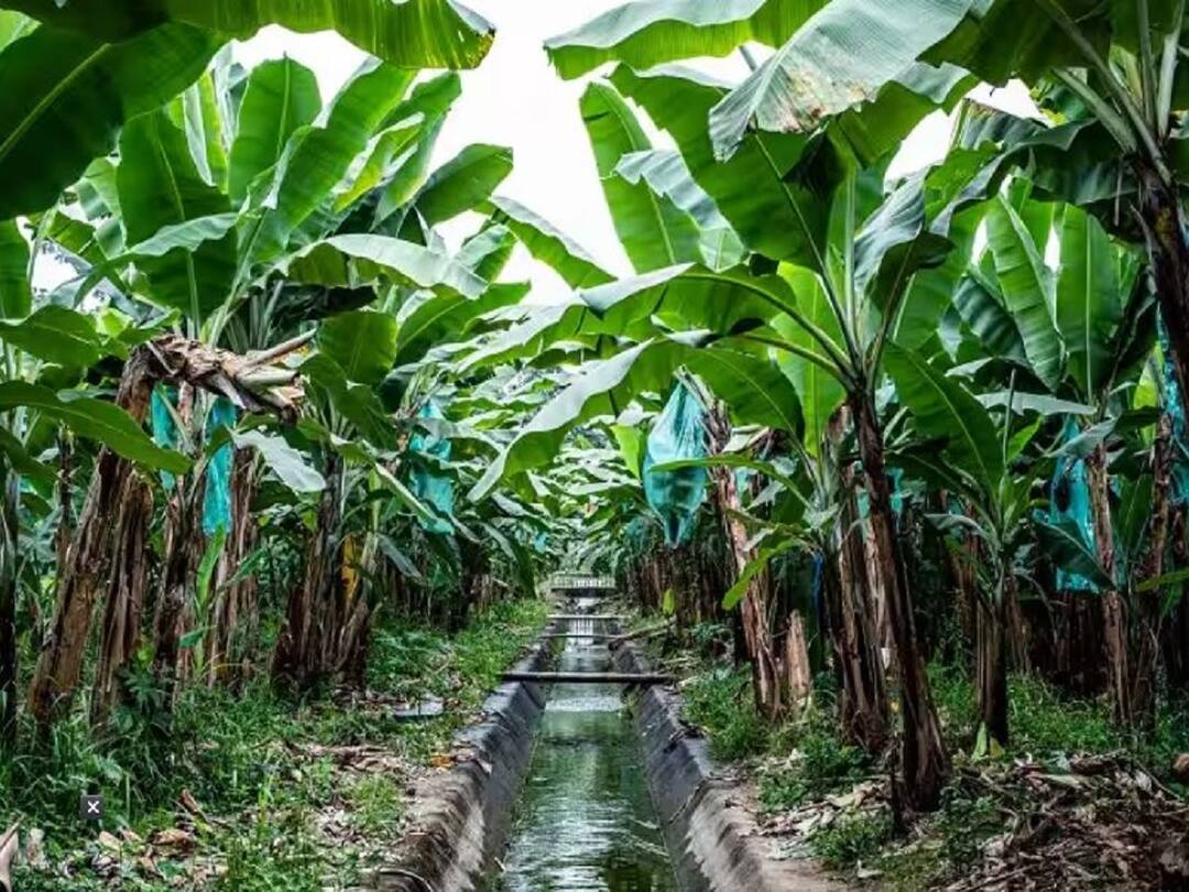 Banana Cultivation : युवा 'आनंद'चा केळी लागवडीचा यशस्वी प्रयोग, शेतातच उभारलं प्रोसेसिंग युनिट, तरुणांपुढं आदर्श Agriculture News young farmer abhishek anand from bihar Majorganj successful cultivation on bananas Banana Cultivation : युवा 'आनंद'चा केळी लागवडीचा यशस्वी प्रयोग, शेतातच उभारलं प्रोसेसिंग युनिट, तरुणांपुढं आदर्श