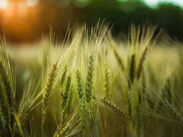 crop damage due to rain Farmers crops have been damaged due to hailstorm Crop Damage: बारिश-ओलावृष्टि ने इन 3 राज्यों में बरपाया कहर, गेहूं की फसल को सबसे ज्यादा नुकसान