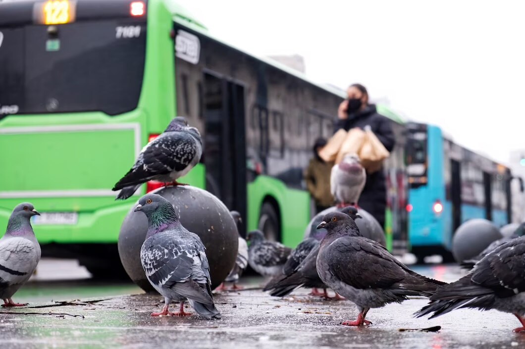 Bird Flu In Humans: इस देश में इंसान को हुआ बर्ड फ्लू, 53 साल के शख्‍स में गंभीर लक्षण पाए जाने पर मचा हड़कंप