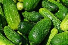 Cucumber: শসায় কি আদৌ ওজন কমে? আর কী উপকারিতা এর?