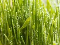 मध्य प्रदेश में बारिश का कहर, 25 प्रतिशत तक फसल बर्बाद, मुआवजा मांग रहें हैं किसान