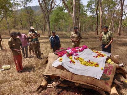 Nilgiris baby elephant died at Mudumalai Elephant Camp TNN நீலகிரி: முதுமலை யானைகள் முகாமில் குட்டி யானை உயிரிழப்பு  வனத்துறையின் விளக்கம் என்ன?