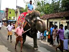 வைத்தீஸ்வரன் கோயில் நரி ஓட்ட நிகழ்வு - திரளான பக்தர்கள் சுவாமி தரிசனம்