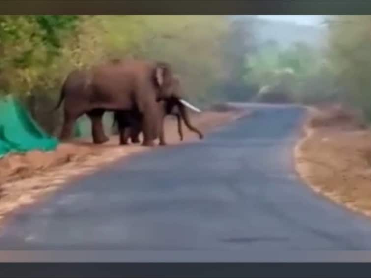 Sindhudurg News To prevent elephants in Dodamarg tillari valley a protective wall of nails will be built announces Deepak Kesarkar Sindhudurg News : तळकोकणातील हत्तींना रोखण्यासाठी केरळच्या धर्तीवर खिळ्यांची संरक्षक भिंत उभारणार : दीपक केसरकर