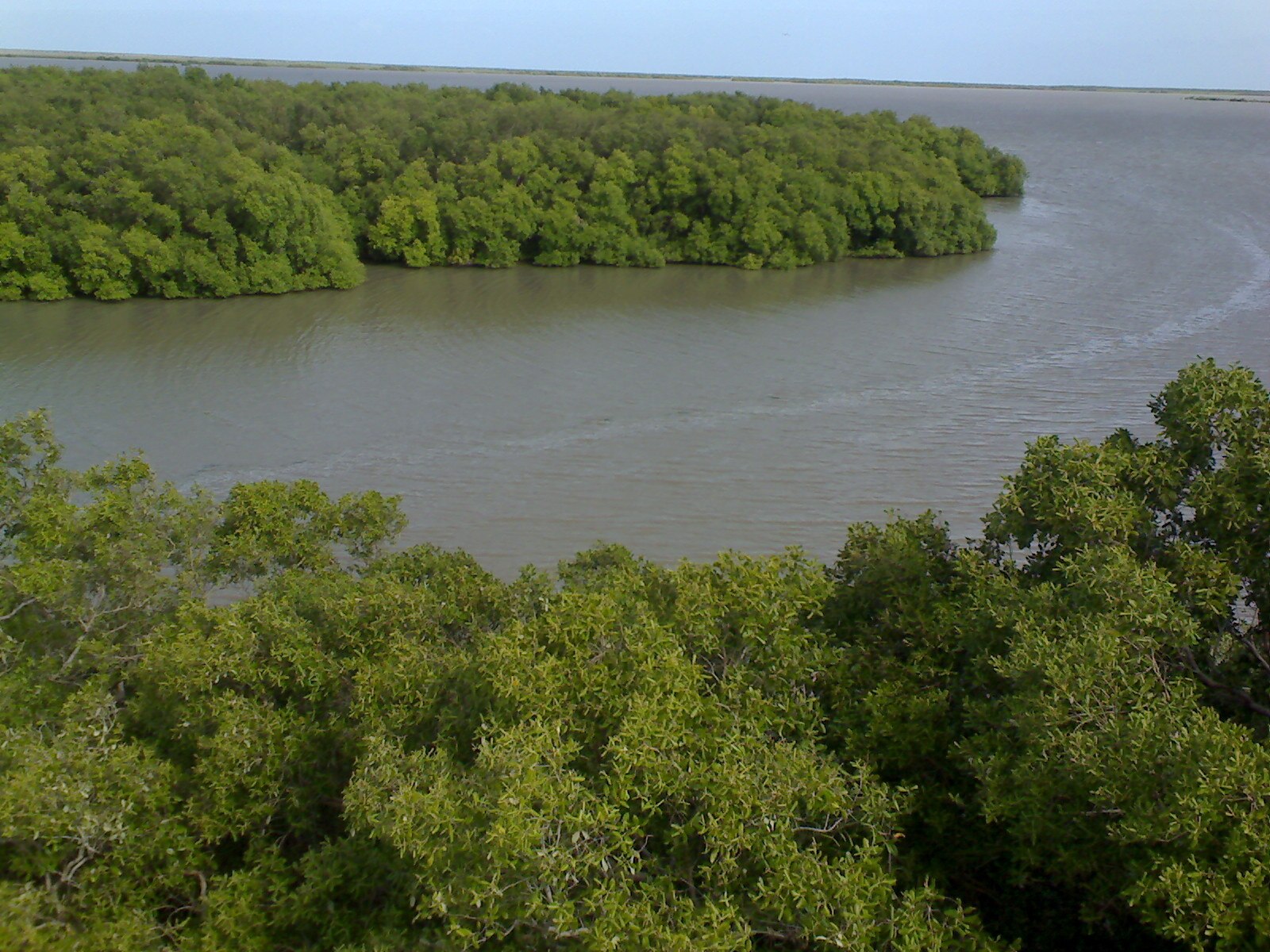 Thiruvarur Mangrove Forest: முத்துப்பேட்டை அலையாத்தி காடு; படகுகள் பற்றாக்குறையால் சுற்றுலா பயணிகள் அவதி