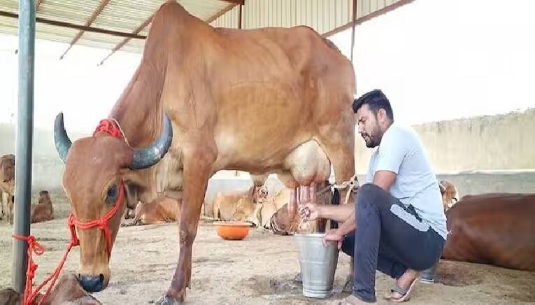 Amul Dairy: નાણાંકીય વર્ષના અંતિમ દિવસે અમૂલે પશુપાલકોના હિતમાં શું લીધો મોટો નિર્ણય ? જાણો વિગત On the last day of the financial year, what big decision did Amul take in the interest of cattle rearers Know the details Amul Dairy: નાણાંકીય વર્ષના અંતિમ દિવસે અમૂલે પશુપાલકોના હિતમાં શું લીધો મોટો નિર્ણય ? જાણો વિગત