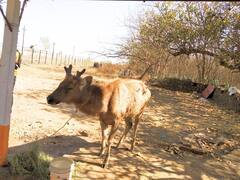 सांगली : दंडोबा डोंगर परिसरात आढळले नर जातीचे सांबर; आजारी असल्याने वन विभाग करणार उपचार