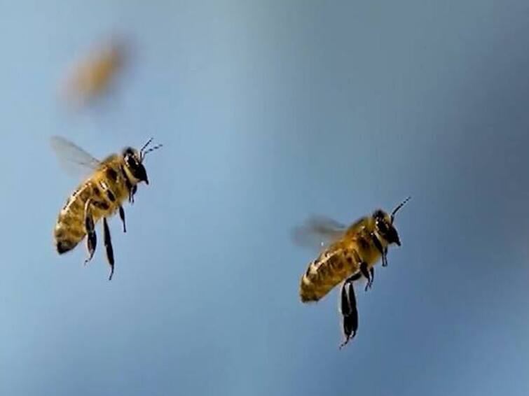 honey bee attack on father and son while travelling father die in attack Jalgaon Maharashtra Jalgaon News:  बापलेकाचा प्रवास ठरला शेवटचा, जळगावमध्ये पिता पुत्रावर मधमाशांच्या हल्ल्यात वडिलांचा मृत्यू