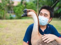 बर्ड फ्लू से कैसे संक्रमित हो सकता है इंसान? जानें चिकन खाना कितना खतरनाक