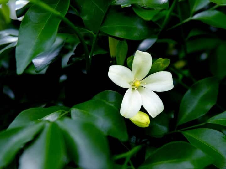 Apply Jasmine flower face pack for glowing skin and remove dark circle ये खूबसूरत फूल सिर्फ खुशबू ही नहीं देते... आपकी स्किन को भी देंगे शानदार निखार! ऐसे करें ट्राई