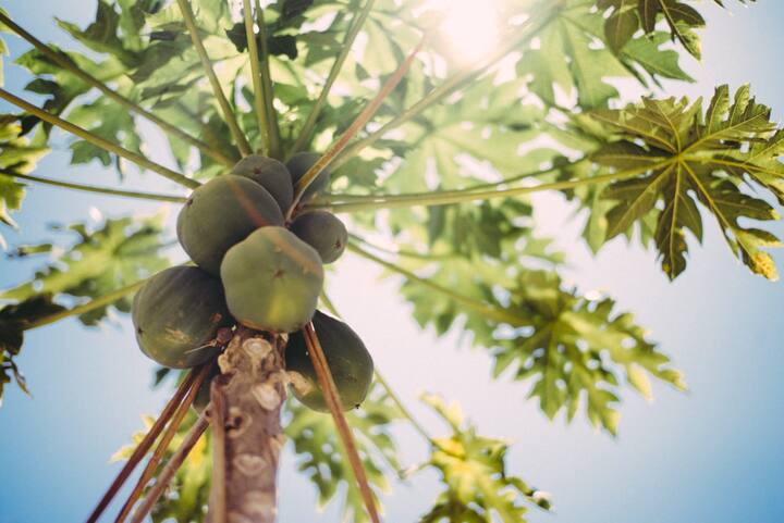 कच्चा पपीता खाने या इसका जूस पीने से शरीर में इन्सुलिन की मात्रा सही रहती है. इससे ग्लूकोज का स्तर नियंत्रित रहता है और डायबिटीज जैसे खतरनाक रोग से बचाता है.