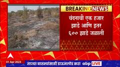 Chandrapur Fire : चंद्रपूरमध्ये चंदनाची एक हजार झाडे आगीच्या भक्ष्यस्थानी