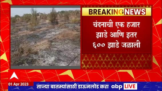 Chandrapur Fire : चंद्रपूरमध्ये चंदनाची एक हजार झाडे आगीच्या भक्ष्यस्थानी