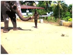 बच्चों के साथ फुटबॉल खेला, मंदिर में घंटी बजाई... देखें कैसे 33 साल की हथिनी दिखा रही अपना कमाल