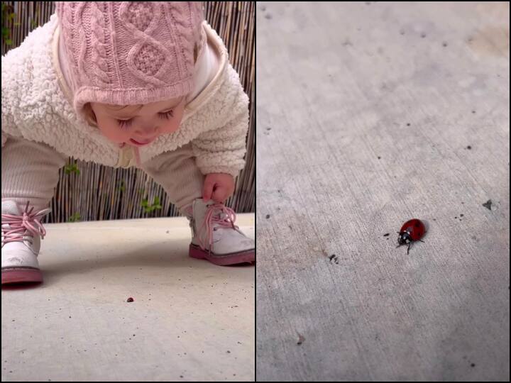 small child greeting the ladybug cute viral video on social media कीड़े को देखकर उससे 'हैलो-हाय' करने लगा बच्चा, अब वायरल हो रहा है ये क्यूट Video