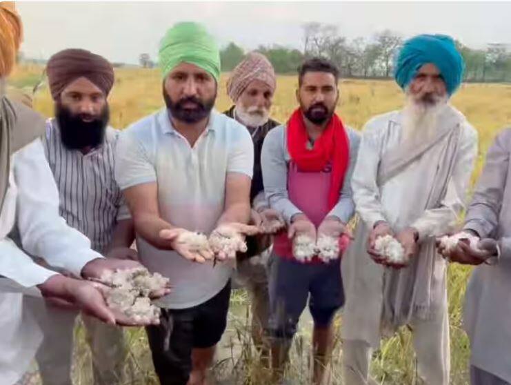 punjab biggest hailstorm destroy farmers crops completely snow white sheet seen in everywhere Hailstorm in Punjab: ਕਿਸਾਨਾਂ 'ਤੇ ਕੁਦਰਤ ਦਾ ਕਹਿਰ, ਹਰੇ-ਭਰੇ ਖੇਤਾਂ 'ਚ ਦਿਖਾਈ ਦਿੱਤੀ ਬਰਫ਼ ਦੀ 'ਚਿੱਟੀ ਚਾਦਰ'