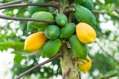 ਪੀਰੀਅਡਸ ‘ਚ ਦਰਦ ਤੋਂ ਹੁੰਦੇ ਹੋ ਪਰੇਸ਼ਾਨ...ਤਾਂ ਖਾਓ ਇਹ ਫਲ, ਕਦੇ ਨਹੀਂ ਹੋਵੇਗਾ ਦਰਦ