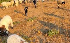 Patan:સાંતલપુરના પાટણકા ગામે 35થી વધુ ઘેટાઓના અચાનક મોત 