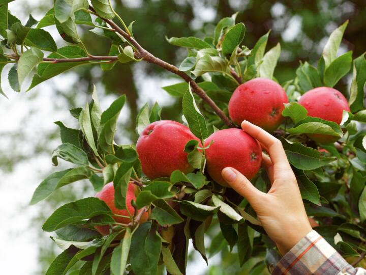 Side Effects of Eating too many Apples at one time know about eating