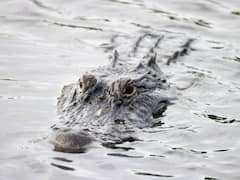 Body Of Missing Toddler Found Inside Alligator's Mouth In Florida Day After Mother's Murder