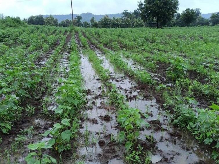 Maharashtra Agriculture News 73 crore 60 lakhs compensation will be given to farmers affected by heavy rains in Pune district Agriculture News: पुणे जिल्ह्यातील अतिवृष्टीग्रस्त शेतकऱ्यांना 73 कोटी 60 लाखांची नुकसान भरपाई मिळणार, कार्यवाही सुरु