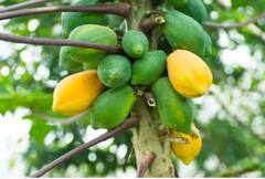 ਪੀਰੀਅਡਸ ‘ਚ ਦਰਦ ਤੋਂ ਹੁੰਦੇ ਹੋ ਪਰੇਸ਼ਾਨ...ਤਾਂ ਖਾਓ ਇਹ ਫਲ, ਕਦੇ ਨਹੀਂ ਹੋਵੇਗਾ ਦਰਦ