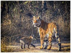 मध्य प्रदेश के पास नहीं बाघों को रखने की पर्याप्त जगह, आपस में लड़ने से अब तक 39 टाइगर्स की मौत