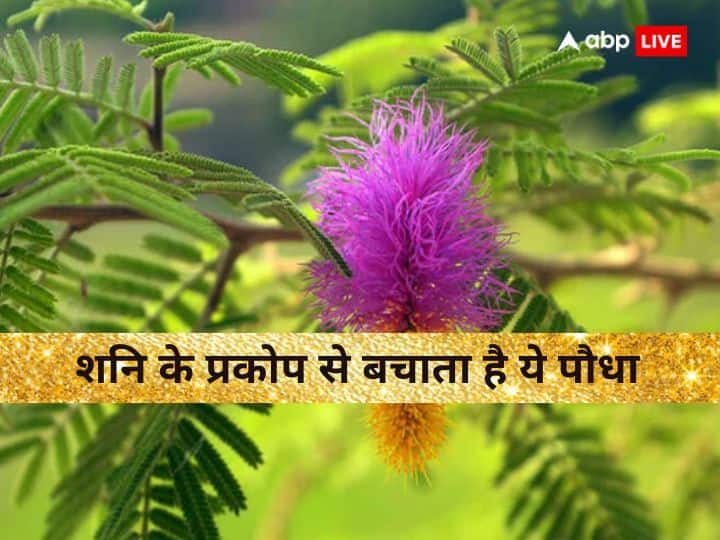 Shami Plant: घर में शमी का पौधा लगाने से शनि देव की कृपा प्राप्त होती है. इस पौधे को लगाने से कुंडली में शनि की स्थिति मजबूत होती है और साढ़े साती का प्रभाव भी कम होता है.