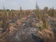 चंद्रपूरमध्ये चंदनाची एक हजार झाडं आगीच्या भक्ष्यस्थानी, शेतकऱ्याचं  20 लाख रुपयांचं नुकसान 