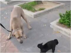 बिल्ली के सामने ही उसके बच्चों से भिड़ गया कुत्ता... फिर चंद सेकंड में बिल्ली ने दादागिरी उतार दी