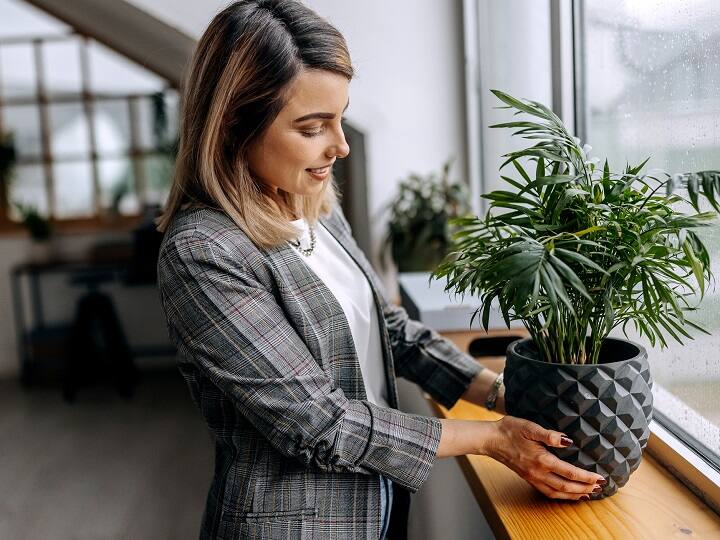 If you have this plant in the house, mosquitoes will not even move around you Mosquito Repellent Plants: ઘરમાં હશે આ છોડ તો મચ્છર તમારી આસપાસ પણ નહીં ફરકે