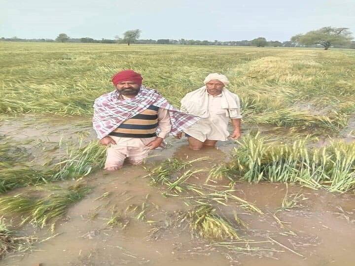 Haryana Govt Provide Crop Loss Compensation upto 15000 Rupees to Farmers Should Apply on Meri Fasal Mera Byora portal Crop Loss Compensation: बारिश-ओलावृष्टि से बर्बाद हुई फसल के लिए किसानों को 15,000 रुपये मुआवजा, 3 अप्रैल तक इस पोर्टल पर कर दें आवेदन