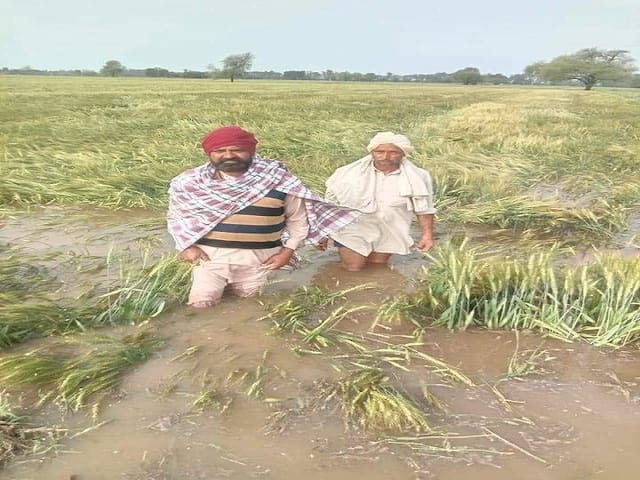 Haryana Govt Provide Crop Loss Compensation Upto 15000 Rupees To Farmers  Should Apply On Meri Fasal Mera Byora Portal | Crop Loss Compensation:  बारिश-ओलावृष्टि से बर्बाद हुई फसल के लिए किसानों को