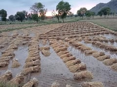 आप जिस बारिश को राहत समझ रहे हैं...इसी बारिश से बर्बाद हो गए किसान, तस्वीरें देख निकल पड़ेंगे आंसू