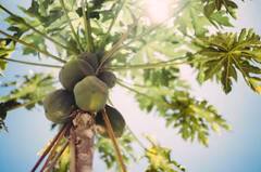 ਪੀਰੀਅਡਸ ‘ਚ ਦਰਦ ਤੋਂ ਹੁੰਦੇ ਹੋ ਪਰੇਸ਼ਾਨ...ਤਾਂ ਖਾਓ ਇਹ ਫਲ, ਕਦੇ ਨਹੀਂ ਹੋਵੇਗਾ ਦਰਦ