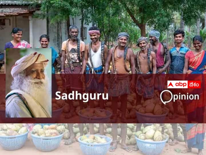 Sadhguru says India Can Become the “Breadbasket of the World Sadhguru Writes: వ్యవసాయంపై ఫోకస్‌ పెడితే భారతదేశం ప్రపంచానికి “అక్షయ పాత్ర కాగలదు”: సద్గురు