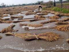 आप जिस बारिश को राहत समझ रहे हैं...इसी बारिश से बर्बाद हो गए किसान, तस्वीरें देख निकल पड़ेंगे आंसू